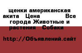 щенки американская акита › Цена ­ 30 000 - Все города Животные и растения » Собаки   